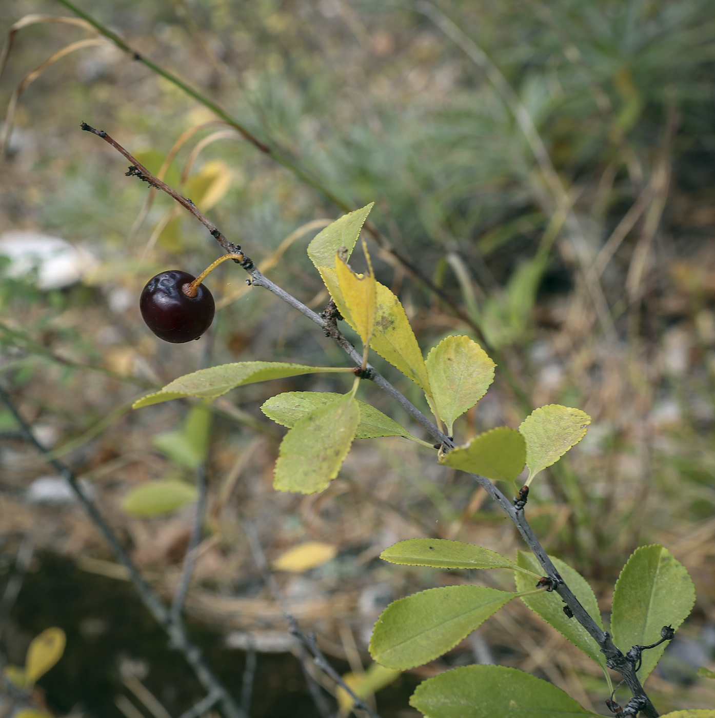 Image of Cerasus fruticosa specimen.