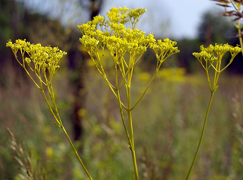 Image of Patrinia scabiosifolia specimen.