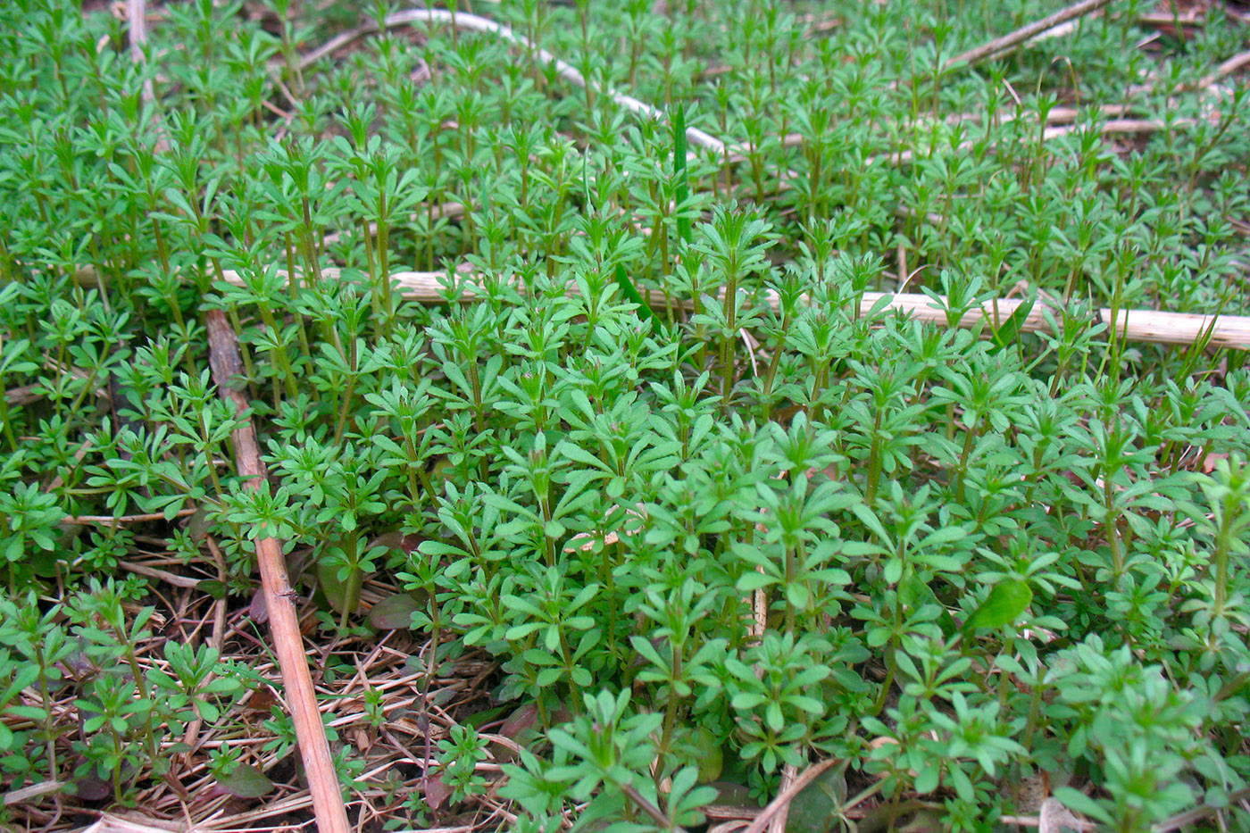 Image of Galium aparine specimen.