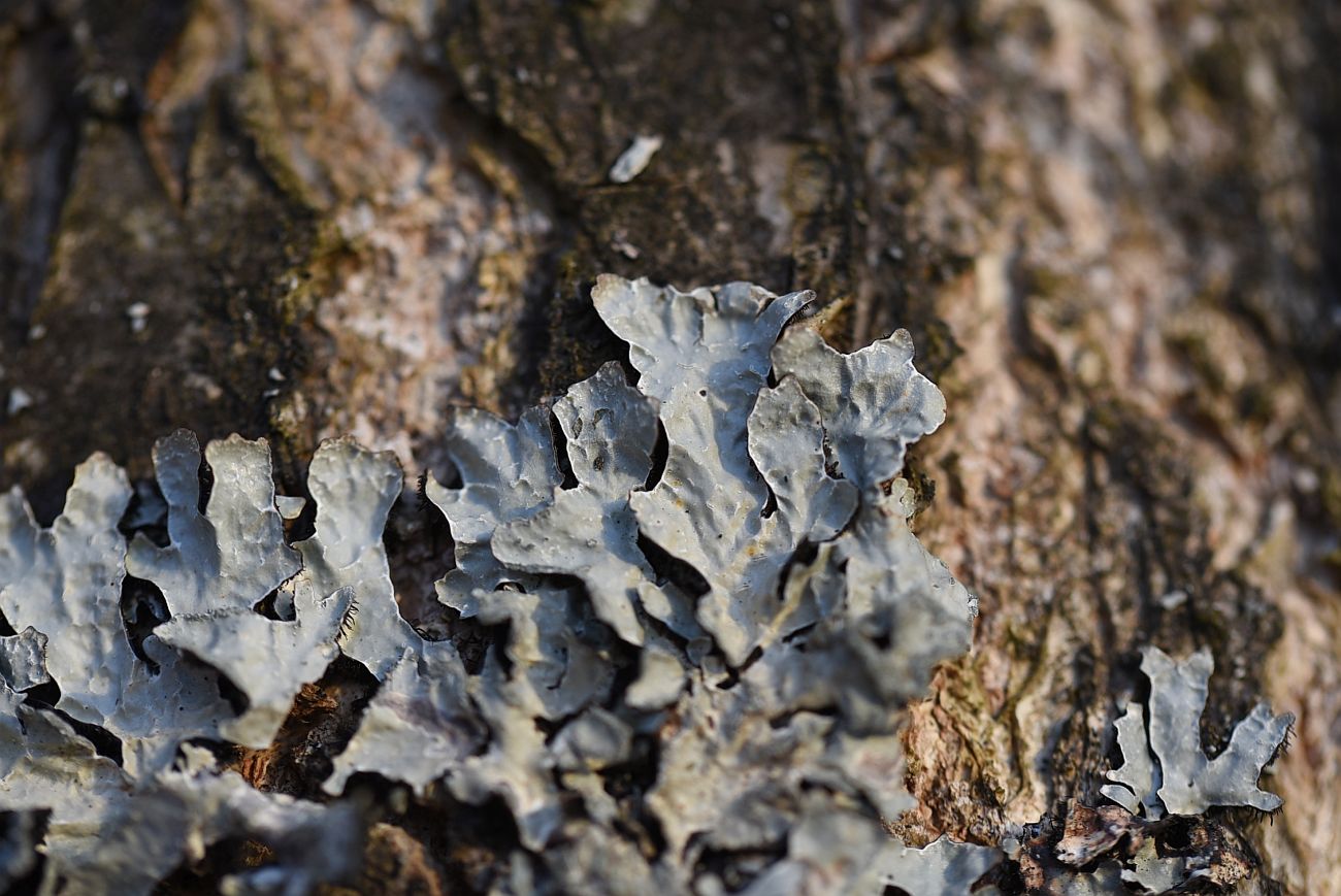 Изображение особи Parmelia sulcata.