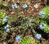 Eritrichium sichotense