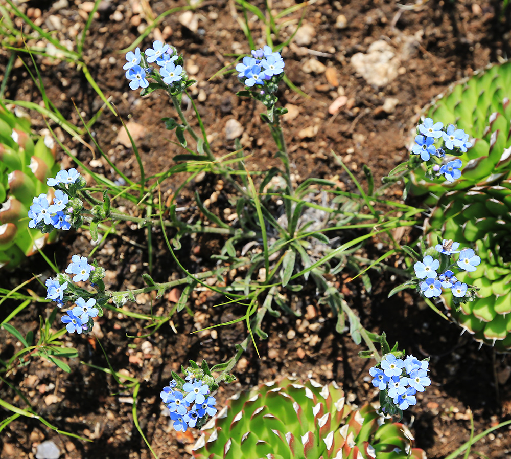 Изображение особи Eritrichium sichotense.