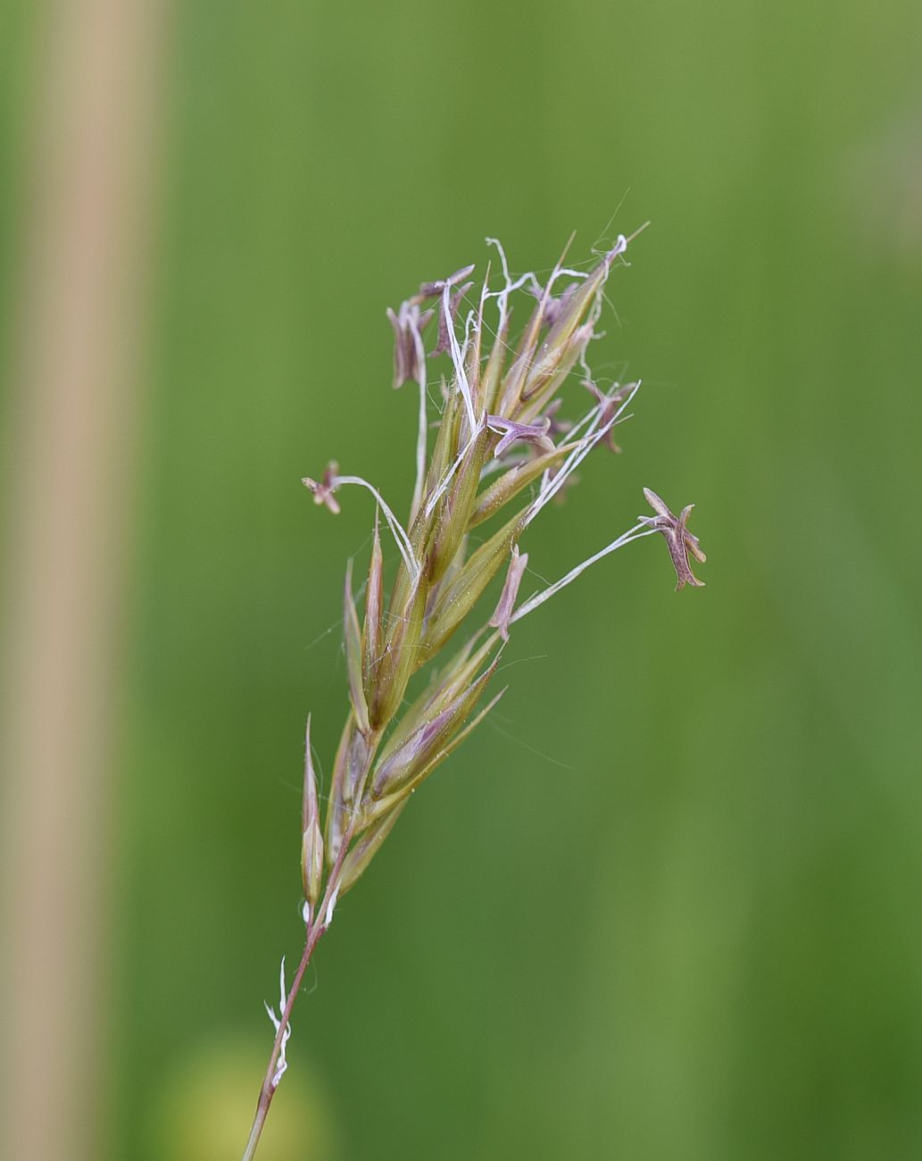 Изображение особи Anthoxanthum odoratum.