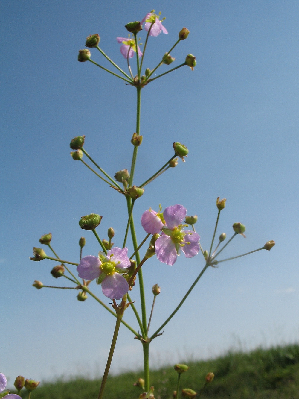 Image of Alisma lanceolatum specimen.