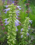 Dracocephalum nutans. Соцветия (безантоциановая форма). Окр. Томска, железнодорожная насыпь. 03.07.2010.