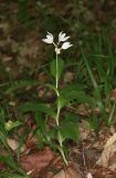 Cephalanthera caucasica