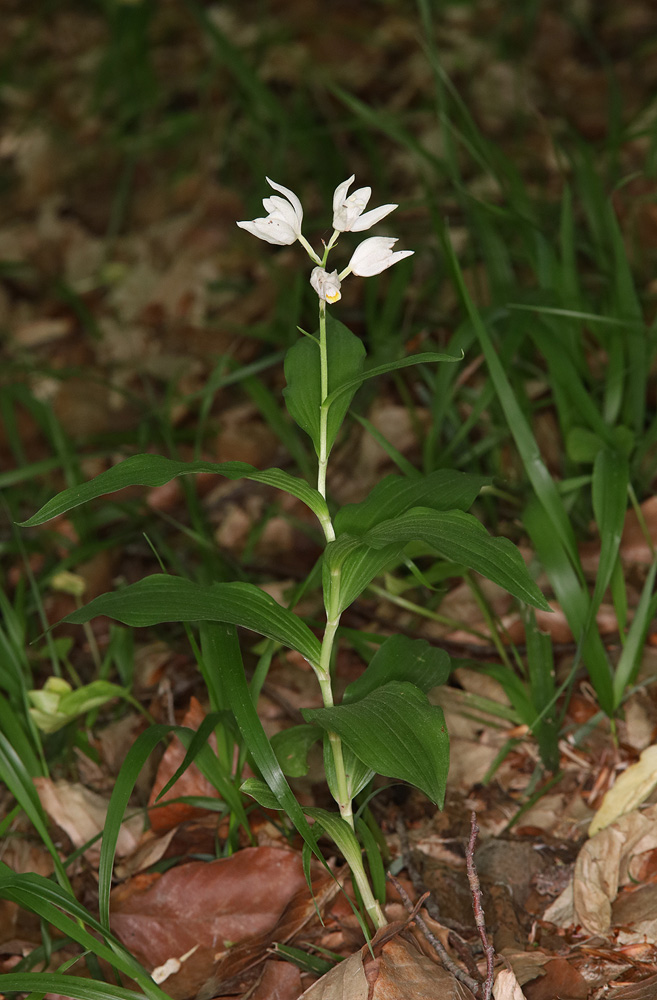 Image of Cephalanthera caucasica specimen.