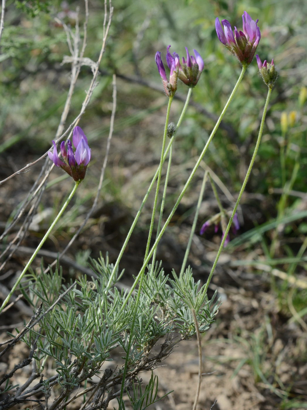 Изображение особи Astragalus falcigerus.