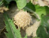 Trifolium fragiferum