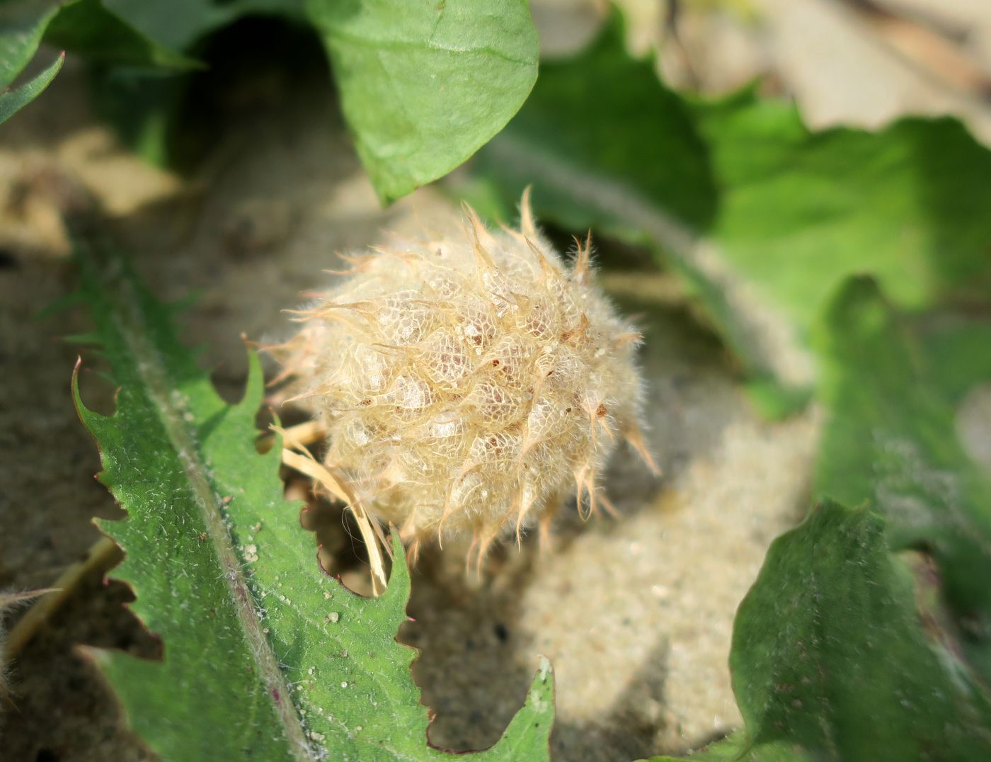 Изображение особи Trifolium fragiferum.