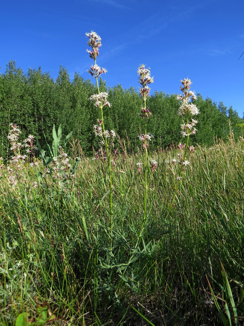 Image of Silene sibirica specimen.
