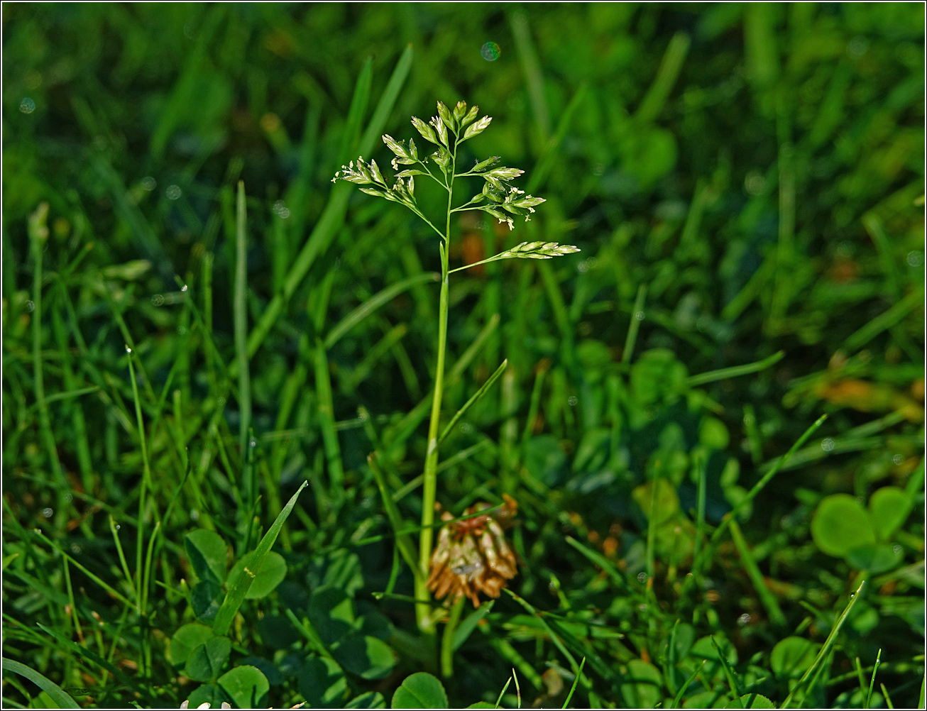 Изображение особи Poa annua.