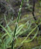 Equisetum fluviatile. Средняя часть побега. Ханты-Мансийский автономный округ — Югра, Октябрьский р-н, сельское поселение Курымкары, окр. пос. Горнореченск, левый берег р. Обь, участок обнажившегося после ухода воды глинистого дна. 05.09.2022.