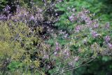 familia Fabaceae. Часть кроны цветущего и плодоносящего растения. Бутан, дзонгхаг Тронгса, национальный парк \"Jigme Singye Wangchuck\". 09.05.2019.