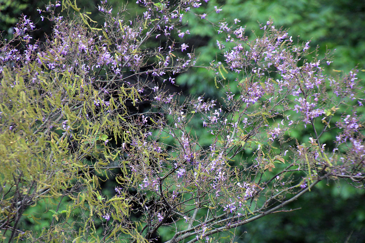 Image of familia Fabaceae specimen.