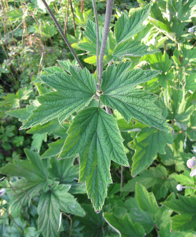 Image of Anemone hupehensis specimen.