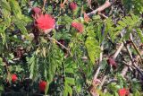 Calliandra haematocephala