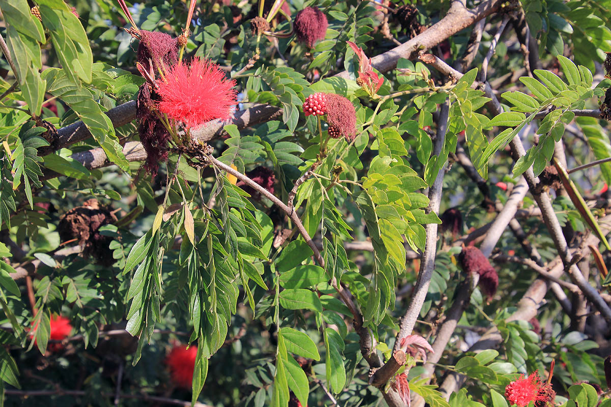 Image of Calliandra haematocephala specimen.