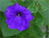 Petunia &times; hybrida