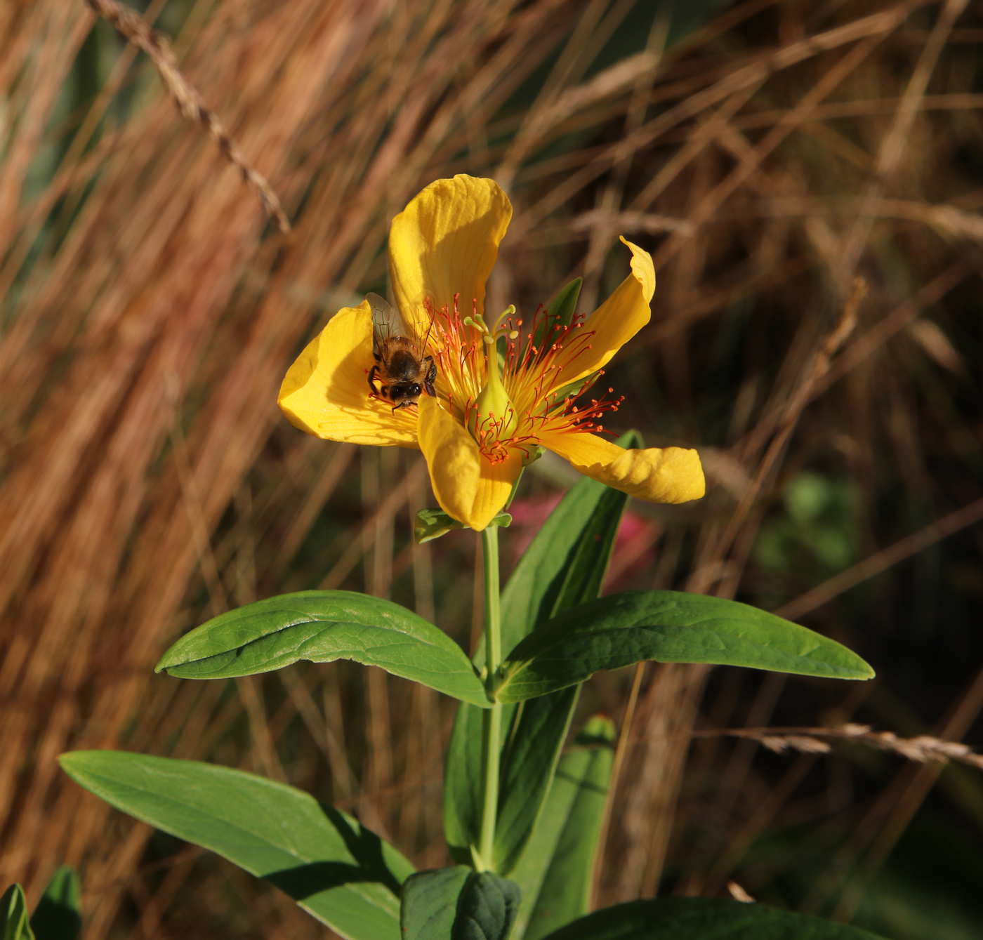 Изображение особи Hypericum ascyron.