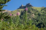 Chamaenerion angustifolium. Цветущие растения в сообществе с Juniperus. Кабардино-Балкария, Эльбрусский р-н, долина р. Сылтрансу, ≈ 2200 м н.у.м., субальпийский луг. 05.08.2019.