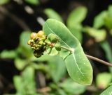 Lonicera etrusca. Верхушка побега с соплодием. Крым, г. Алушта, в культуре. Июль 2022 г.