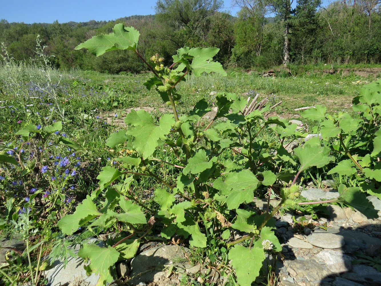 Изображение особи Xanthium orientale.