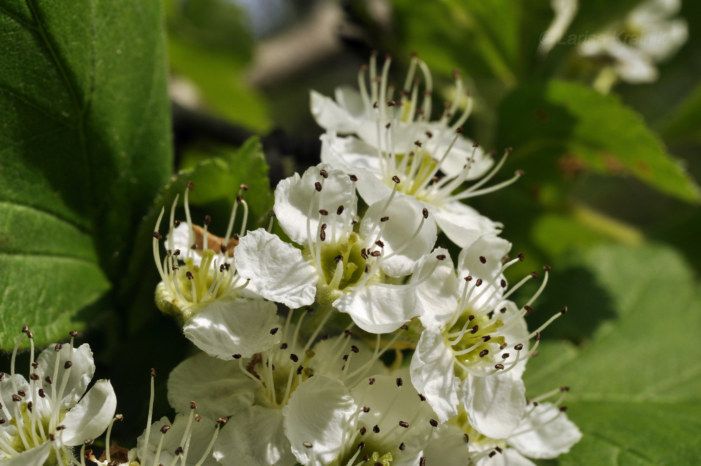 Image of Crataegus maximowiczii specimen.