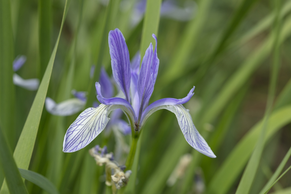 Изображение особи Iris lactea.