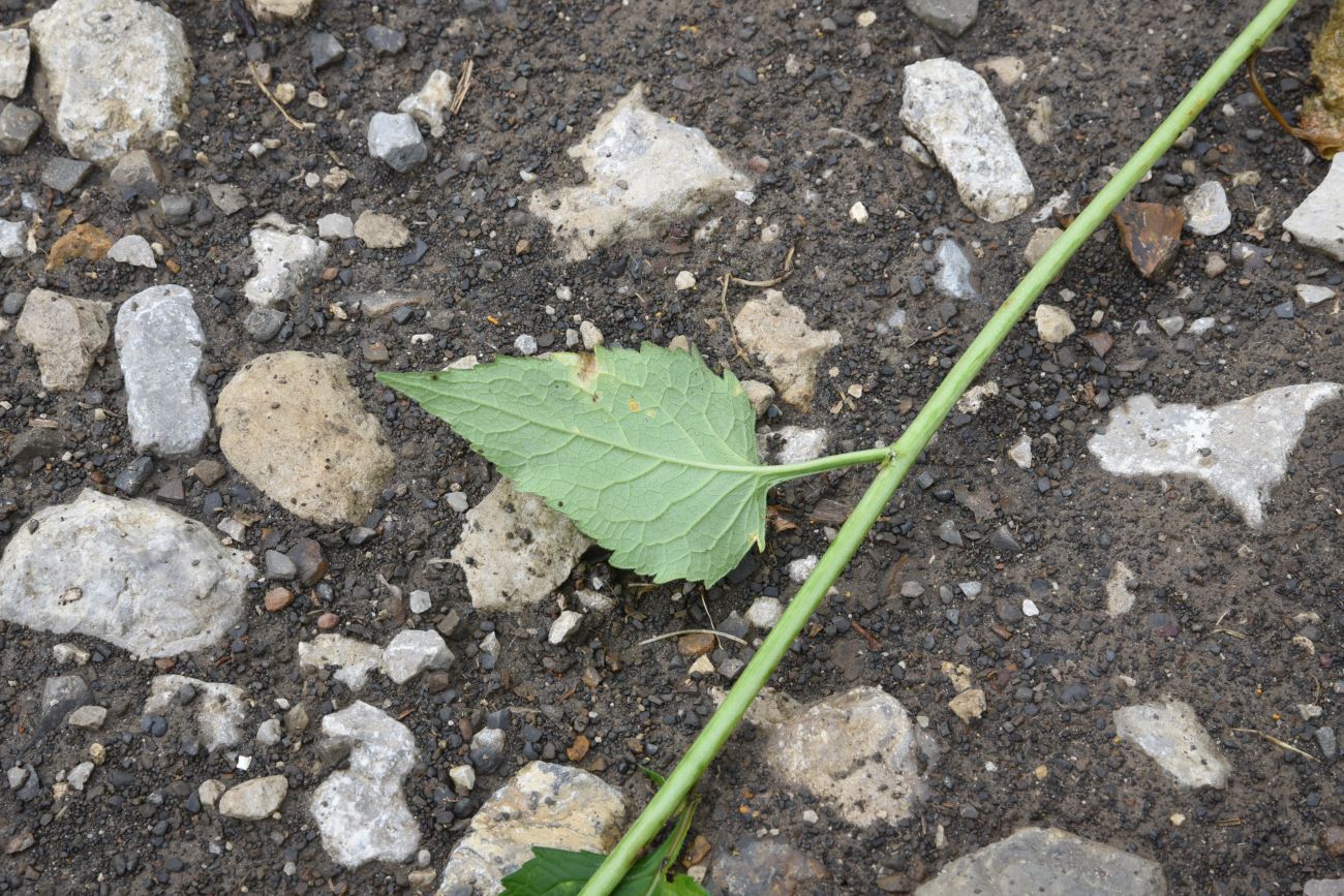 Image of Campanula rapunculoides specimen.