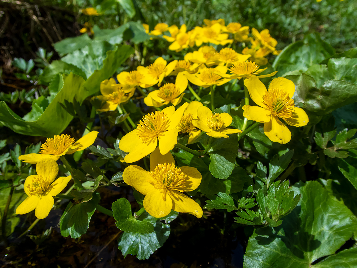 Image of Caltha palustris specimen.