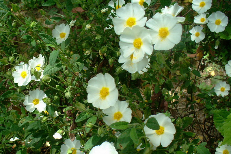 Изображение особи Cistus salviifolius.