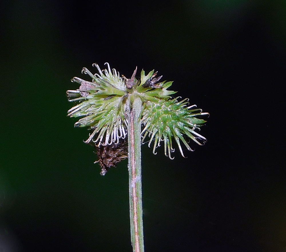 Изображение особи Sanicula europaea.