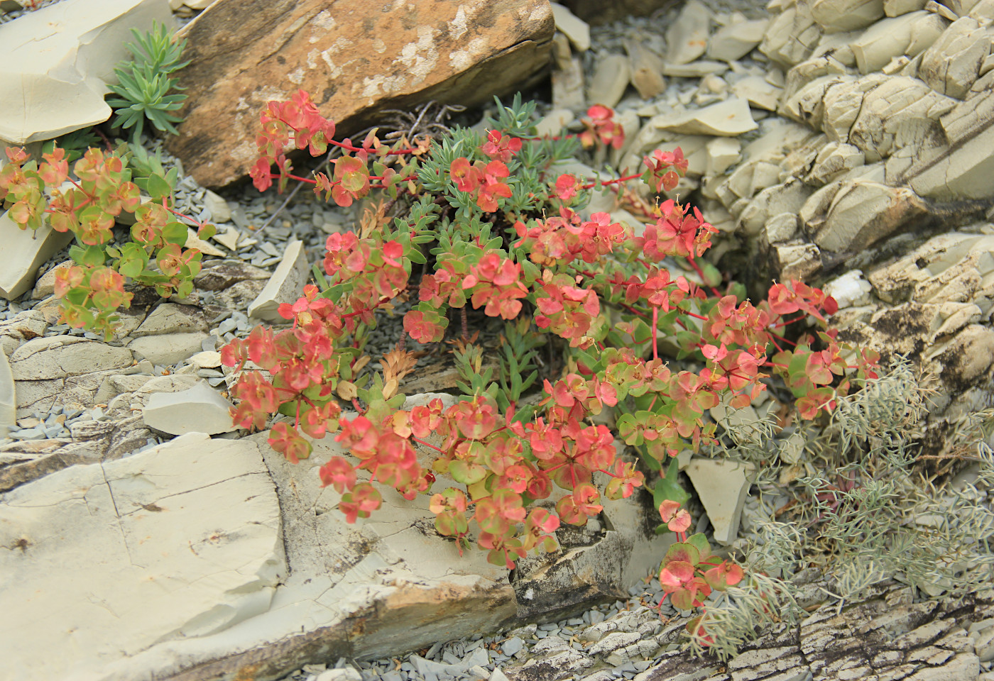 Image of Euphorbia petrophila specimen.