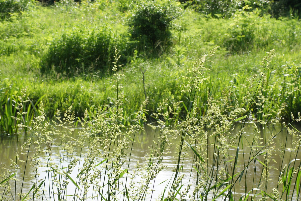 Image of familia Poaceae specimen.
