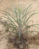class Magnoliopsida