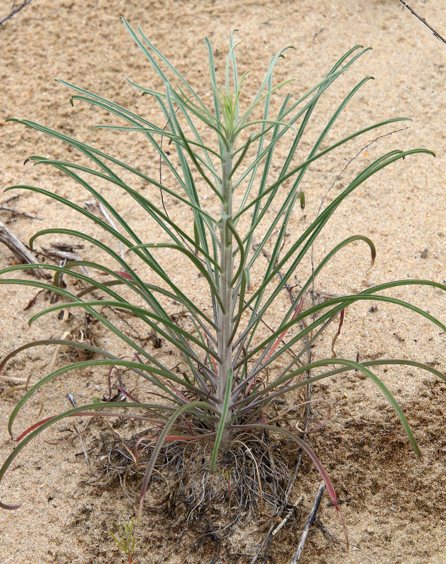 Image of class Magnoliopsida specimen.