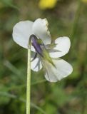 Viola tricolor подвид alpestris. Цветок. Испания, автономное сообщество Каталония, провинция Жирона, комарка Рипольес, муниципалитет Мольо, окр. перевала Коль-де-Арес (1513 м н.у.м), склон южной экспозиции, каменистый луг. 08.06.2021.