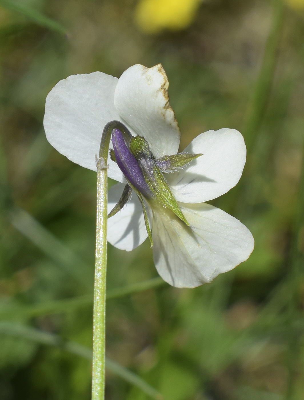 Изображение особи Viola tricolor ssp. alpestris.