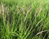 Calamagrostis canescens. Верхушки побегов с соцветиями. Ярославская обл., Пошехонский р-н, пос. Зубарево, прибрежье Рыбинского вдхр. 12.07.2009.
