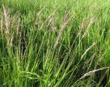 Calamagrostis canescens