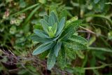 Euphorbia glaberrima. Верхушка поражённого побега. Ингушетия, Джейрахский р-н, с. Эгикал, ≈ 1200 м н.у.м., луговой склон. 24.07.2022.