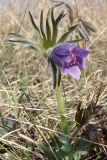 Pulsatilla dahurica