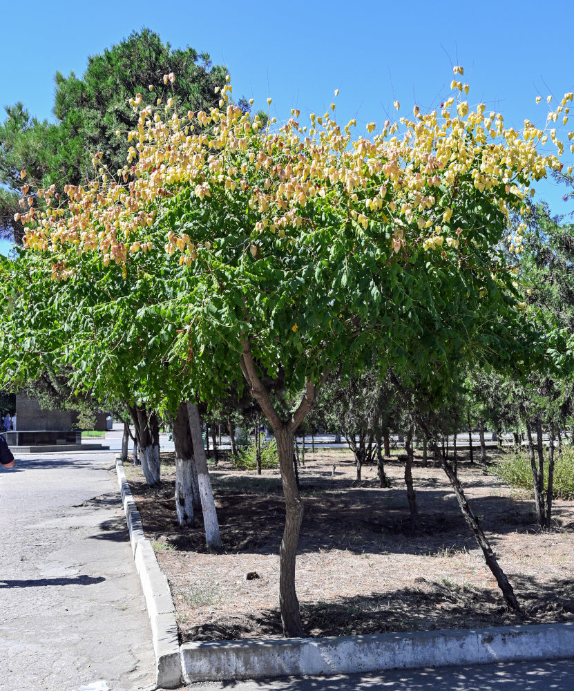 Image of Koelreuteria paniculata specimen.