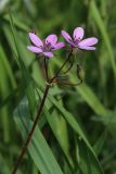 Erodium cicutarium