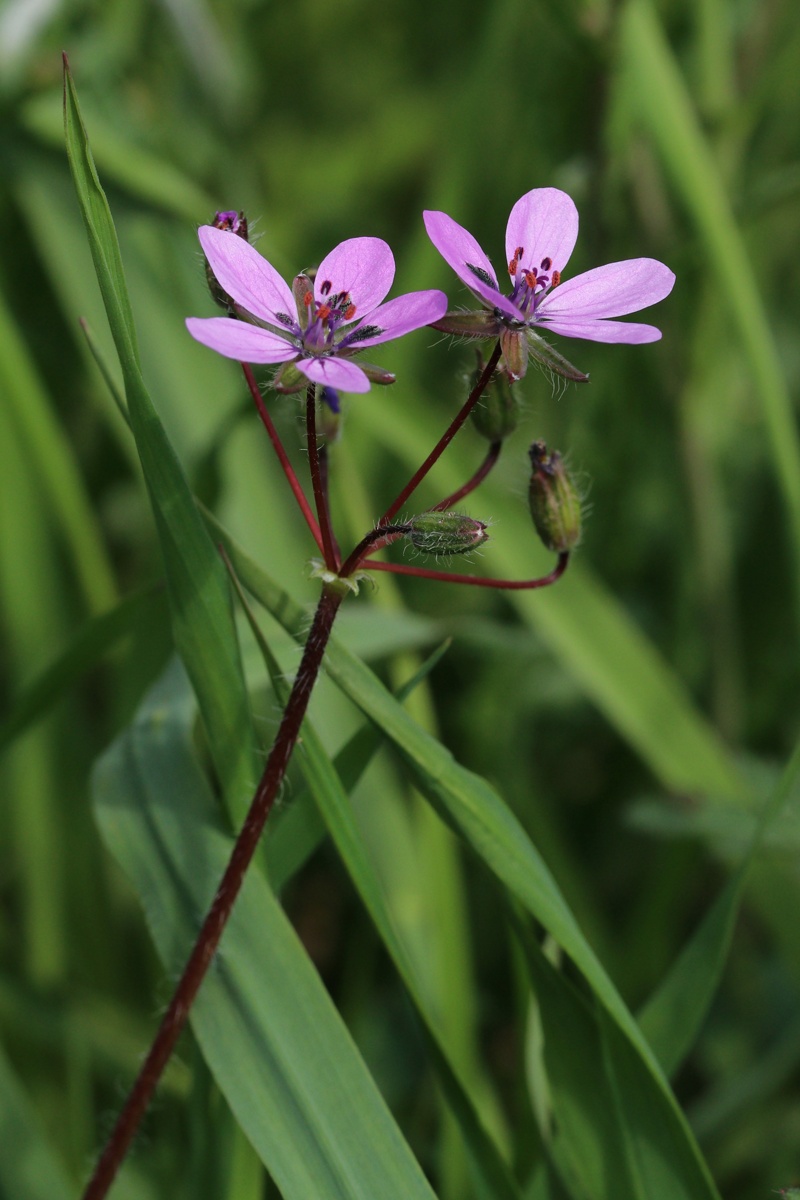 Изображение особи Erodium cicutarium.