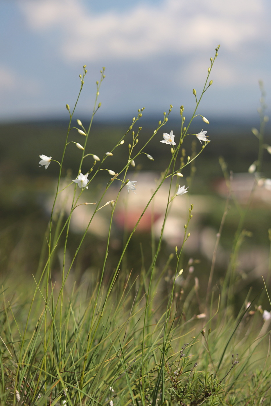 Изображение особи Anthericum ramosum.