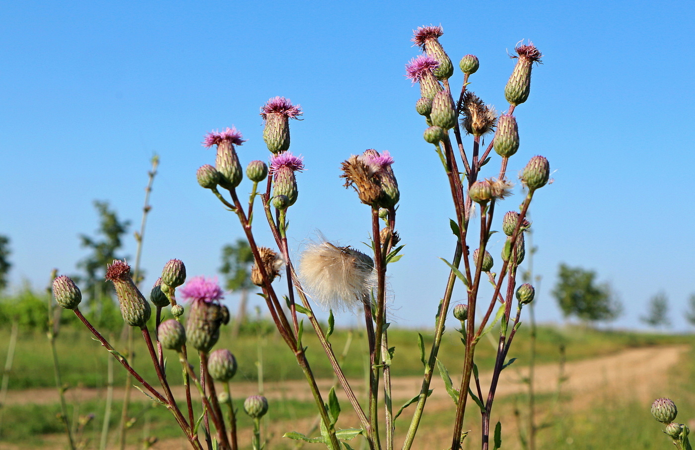 Image of Cirsium arvense specimen.