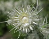 Cirsium echinus