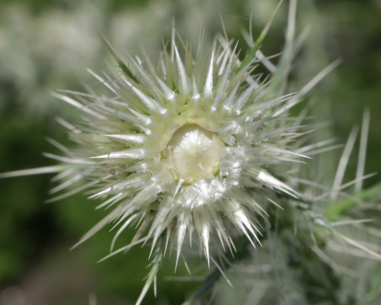 Изображение особи Cirsium echinus.